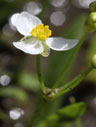 Sagittaria fasciculata flower