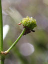 Sagittaria fasciculata fruits