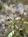 Sagittaria fasciculata inflorescence