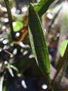 Sagittaria weatherbiana emersed leaf