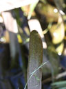 Sagittaria weatherbiana phyllodial leaf