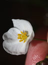 Staminate flower of Sagittaria weatherbiana