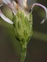 Solidago ptarmicoides