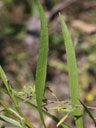 Solidago ptarmicoides leaves