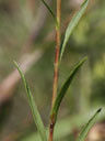 Solidago ptarmicoides stem