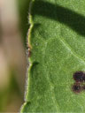 Solidago rigida var. glabra leaf edge