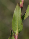 Solidago rigida var. glabra stem and leaf