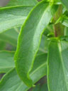 Solidago spithamaea leaves