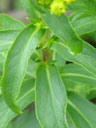 Solidago spithamaea stem and leaves
