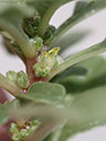 Amaranthus pumilus flower