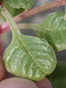 Amaranthus pumilus leaf