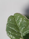 Amaranthus pumilus leaf apex