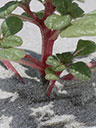 Amaranthus pumilus stem