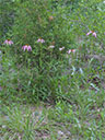 Echinacea simulata