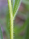 Echinacea simulata