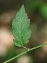 Geum canadense leaf