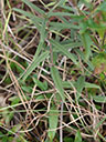 Helianthus floridanus