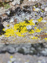 Crustose lichen form