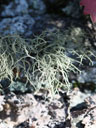Fruticose lichen form