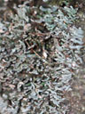 Squamulose lichen form