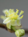 Flower of Lindera benzoin