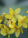 Lysimachia fraseri flower