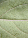 Lysimachia fraseri leaf underside