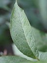 Lysimachia fraseri leaf