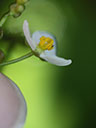 Sagittaria macrocarpa flower