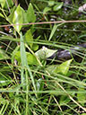 Sagittaria macrocarpa