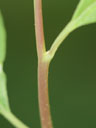Spiraea cantoniensis