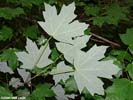 Leaf undersides of Acer floridanum