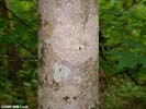 Bark of Acer floridanum