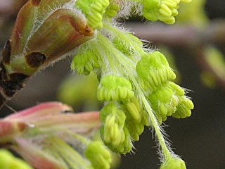 Flowers of Acer floridanum