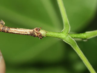 Twig of Acer leucoderme