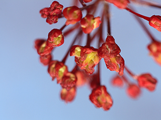 Flowers of Acer palmatum