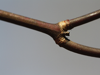 Twigs of Acer palmatum