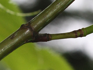 Twigs of Acer pensylvanicum