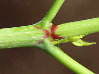 Twig of Acer saccharinum