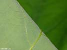 Detail of leaf underside of Acer saccharum