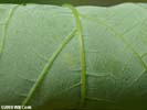 Detail of leaf underside of Acer saccharum