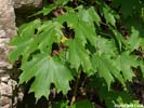 Leaves of Acer saccharum