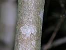 Bark of Acer saccharum