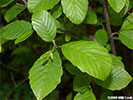 Leaves of Alnus serrulata