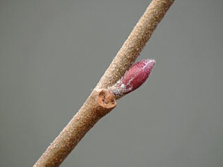 Twig of Alnus serrulata