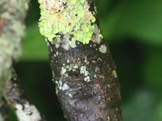 Bark of Alnus viridis