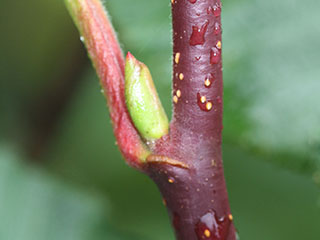 Twig of Alnus viridis