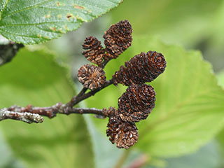 Fruit of Alnus viridis