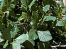 Leaves of Alnus viridis