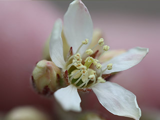 Flower of Amelanchier canadensis